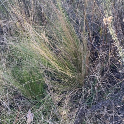 Nassella trichotoma (Serrated Tussock) at The Fair, Watson - 22 May 2023 by waltraud