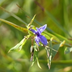 Stypandra glauca (Nodding Blue Lily) at Woodlands - 10 May 2023 by Curiosity