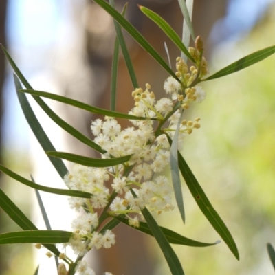 Acacia suaveolens (Sweet Wattle) at Woodlands, NSW - 10 May 2023 by Curiosity