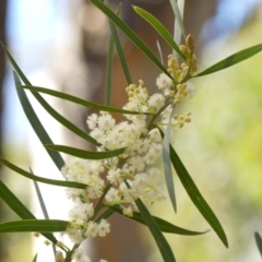 Acacia suaveolens (Sweet Wattle) at Woodlands - 10 May 2023 by Curiosity