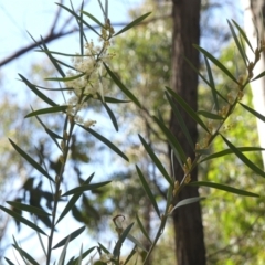 Acacia suaveolens at Woodlands, NSW - 10 May 2023