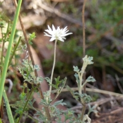 Actinotus helianthi (Flannel Flower) at Woodlands, NSW - 10 May 2023 by Curiosity