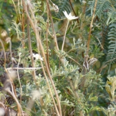 Actinotus helianthi at Woodlands, NSW - suppressed