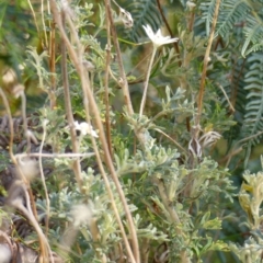 Actinotus helianthi at Woodlands, NSW - 10 May 2023