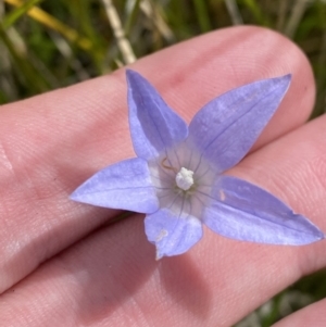 Wahlenbergia ceracea at Bimberi, NSW - 14 Apr 2023 02:11 PM