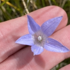 Wahlenbergia ceracea (Waxy Bluebell) at Bimberi Nature Reserve - 14 Apr 2023 by Tapirlord