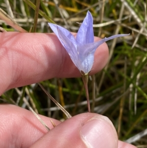 Wahlenbergia ceracea at Bimberi, NSW - 14 Apr 2023