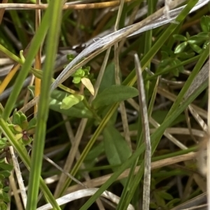 Wahlenbergia ceracea at Bimberi, NSW - 14 Apr 2023