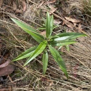 Ozothamnus stirlingii at Cotter River, ACT - 14 Apr 2023 03:07 PM