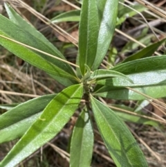 Ozothamnus stirlingii at Cotter River, ACT - 14 Apr 2023