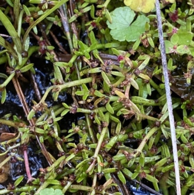 Myriophyllum pedunculatum subsp. pedunculatum (Water Milfoil) at Cotter River, ACT - 14 Apr 2023 by Tapirlord