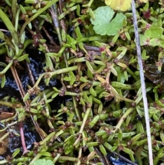 Myriophyllum pedunculatum subsp. pedunculatum (Water Milfoil) at Cotter River, ACT - 14 Apr 2023 by Tapirlord