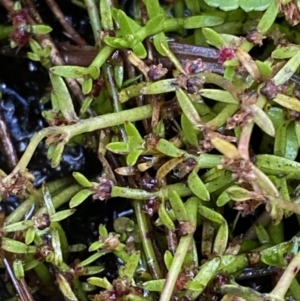 Myriophyllum pedunculatum subsp. pedunculatum at Cotter River, ACT - 14 Apr 2023