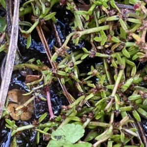 Myriophyllum pedunculatum subsp. pedunculatum at Cotter River, ACT - 14 Apr 2023