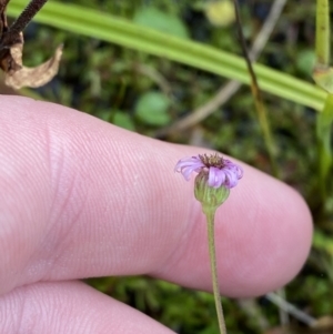 Lagenophora montana at Cotter River, ACT - 14 Apr 2023