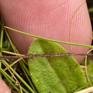 Lagenophora montana at Cotter River, ACT - 14 Apr 2023