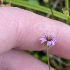 Lagenophora montana at Cotter River, ACT - 14 Apr 2023 02:38 PM