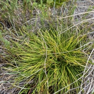 Oreobolus distichus at Cotter River, ACT - 14 Apr 2023