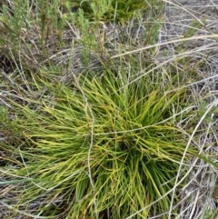 Oreobolus distichus at Cotter River, ACT - 14 Apr 2023