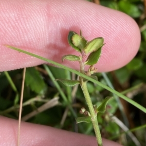 Gonocarpus montanus at Bimberi, NSW - 14 Apr 2023