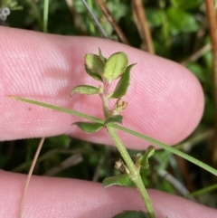 Gonocarpus montanus at Bimberi, NSW - 14 Apr 2023 02:12 PM