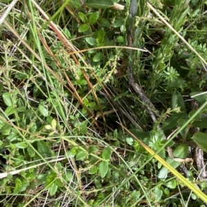 Gonocarpus montanus at Bimberi, NSW - 14 Apr 2023 02:12 PM