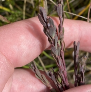 Comesperma retusum at Bimberi, NSW - 14 Apr 2023