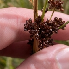 Juncus phaeanthus (Dark-flower Rush) at Cotter River, ACT - 14 Apr 2023 by Tapirlord