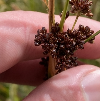 Juncus phaeanthus (Dark-flower Rush) at Cotter River, ACT - 14 Apr 2023 by Tapirlord