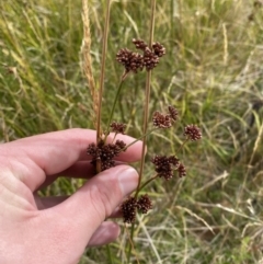 Juncus phaeanthus at Cotter River, ACT - 14 Apr 2023