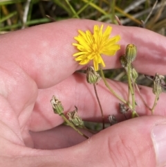 Picris angustifolia subsp. merxmuelleri at Bimberi, NSW - 14 Apr 2023 by Tapirlord