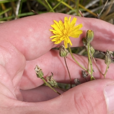 Picris angustifolia subsp. merxmuelleri at Bimberi, NSW - 14 Apr 2023 by Tapirlord