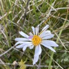 Celmisia sp. Pulchella (M.Gray & C.Totterdell 7079) Australian National Herbarium (Narrow-leaved Snow Daisy) at Bimberi, NSW - 14 Apr 2023 by Tapirlord