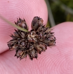 Juncus falcatus (Sickle-leaf Rush) at Bimberi Nature Reserve - 14 Apr 2023 by Tapirlord