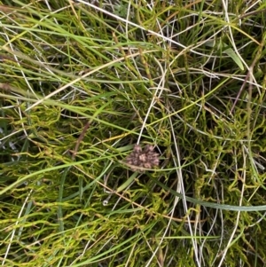 Juncus falcatus at Bimberi, NSW - 14 Apr 2023