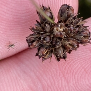 Juncus falcatus at Bimberi, NSW - 14 Apr 2023