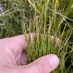 Empodisma minus (Spreading Rope-rush) at Bimberi Nature Reserve - 14 Apr 2023 by Tapirlord