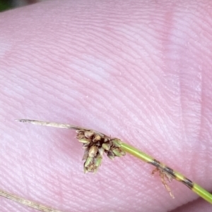 Isolepis subtilissima at Cotter River, ACT - 14 Apr 2023 01:49 PM