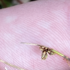 Isolepis subtilissima at Cotter River, ACT - 14 Apr 2023 01:49 PM