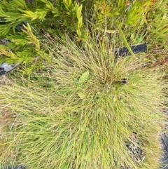 Isolepis subtilissima at Cotter River, ACT - 14 Apr 2023 01:49 PM