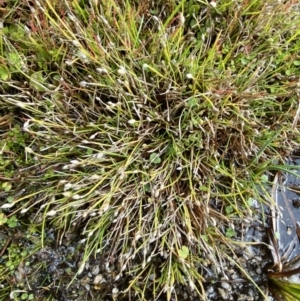 Isolepis crassiuscula at Cotter River, ACT - 14 Apr 2023