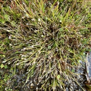 Isolepis crassiuscula at Cotter River, ACT - 14 Apr 2023