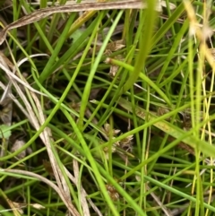 Juncus sandwithii at Cotter River, ACT - 14 Apr 2023