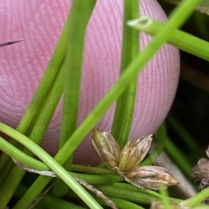 Juncus sandwithii at Cotter River, ACT - 14 Apr 2023