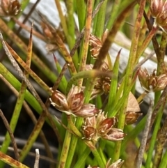 Juncus sandwithii (Alpine Joint-leaf Rush) at Cotter River, ACT - 14 Apr 2023 by Tapirlord