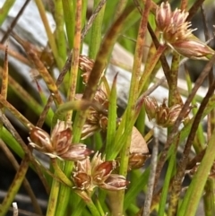 Juncus sandwithii at Cotter River, ACT - 14 Apr 2023