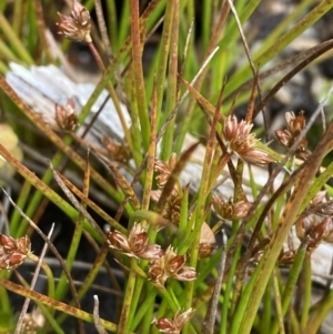 Juncus sandwithii at Cotter River, ACT - 14 Apr 2023