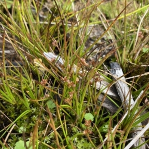 Juncus sandwithii at Cotter River, ACT - 14 Apr 2023