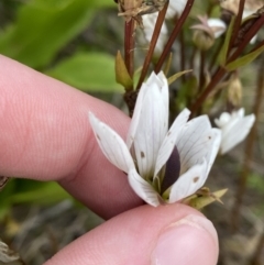 Gentianella muelleriana subsp. jingerensis (Mueller's Snow-gentian) at Namadgi National Park - 14 Apr 2023 by Tapirlord