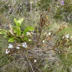 Gentianella muelleriana subsp. jingerensis at Cotter River, ACT - suppressed